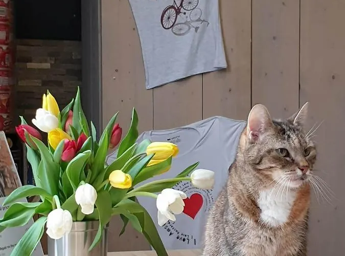 شباب كوزموس أمستردام