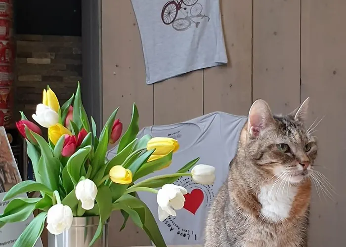 阿姆斯特丹宇宙旅舍 *